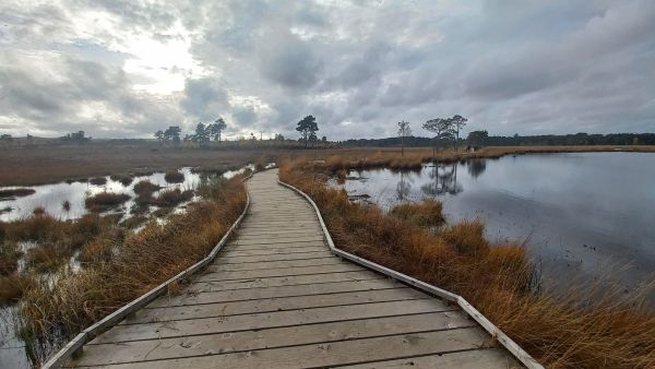 Thursley Common Boardwalk